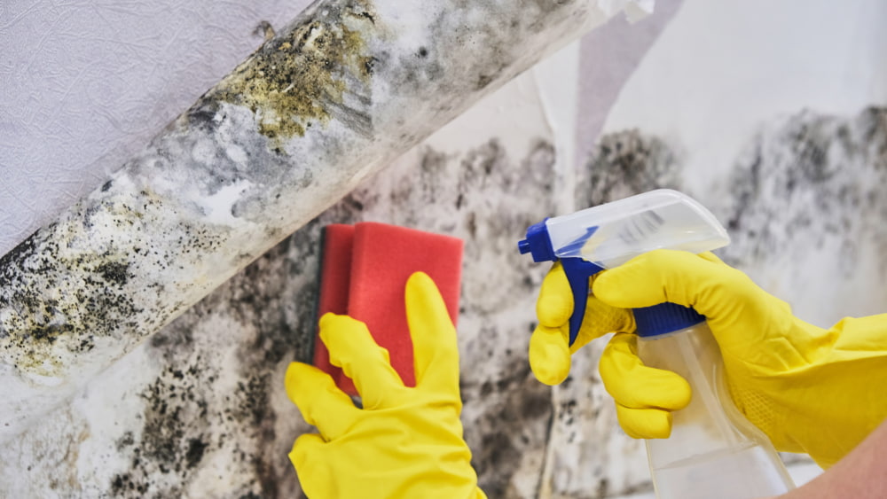 How do you deep clean a basement
