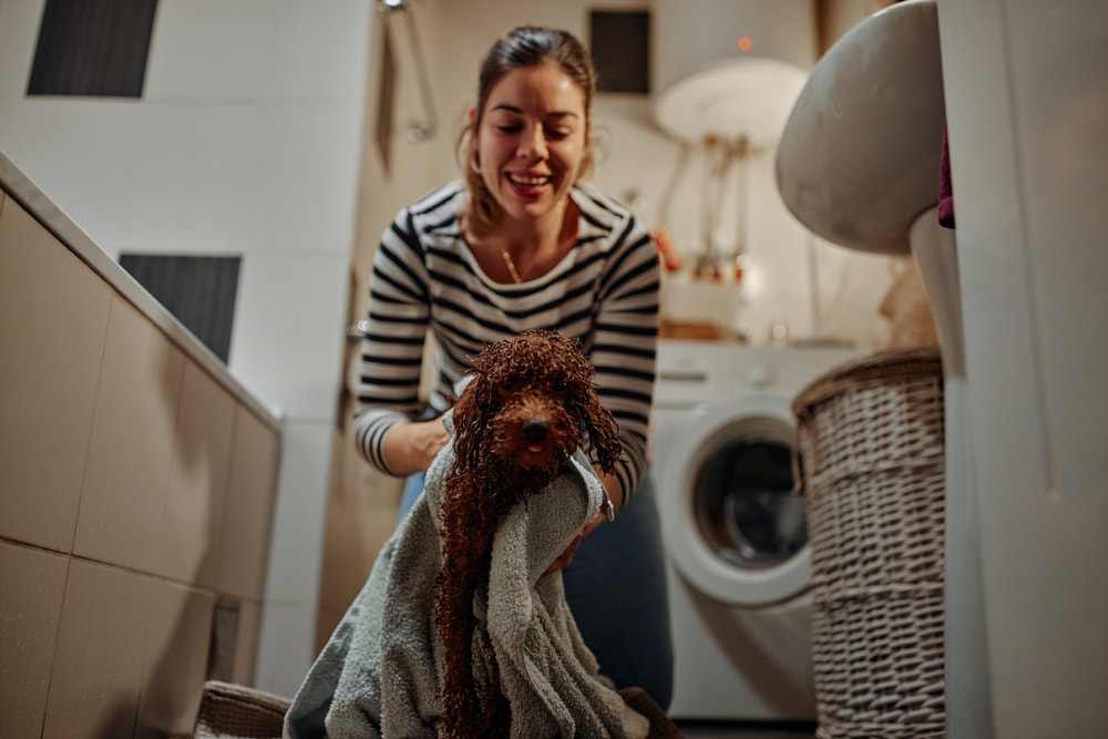 How do you keep your house clean with indoor dogs?
